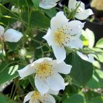 rosakiftsgateflosrogerltd