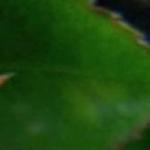 rosaladysylviaclimbingrogerltd