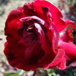rosalibertybellflorogerltd