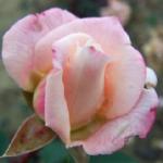 rosalinvilleflorogerltd