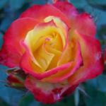 rosalittleamyflorogerltd