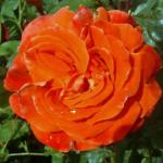 rosalivingfireflorogerltd