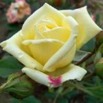 rosaluisdesamerofflorogerltd