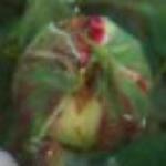 rosamargarethallflobudcrogerltd