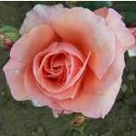 rosamargarethallflorogerltd