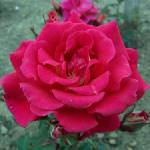 rosaoldgloryflorogerltd