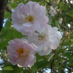 rosapaulshimalayanmuskflosrogerltd