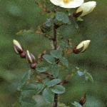 rosapimpinellifoliaflobudclosed1