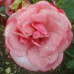rosapinkperpetueflorogerltd