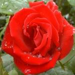 rosaprestigeflorogerltd