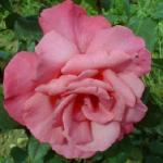 rosaprimaballerinaflorogerltd