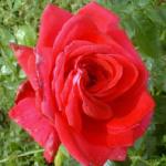 rosareddevilflorogerltd