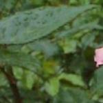 rosaroyalhighnessfolrogerltd