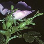 rosasweetbriarflobudclosed