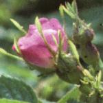 rosasweetbriarflobudopen