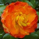rosatequilasunriseflorogerltd