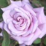 rosatwiceinabluemoonflo1