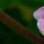 rosaxcentifoliafolstemrogerltd