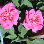 rosazephirinedrouhinflos