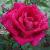rosachelseabellecflorogerltd1a1