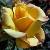 rosachloestarcflorogerltd1a