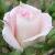 rosafigurinecflorogerltd1a