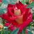 rosaglowingambercflorogerltd1a
