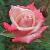 rosalittlemuffcflorogerltd1a