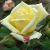 rosaluisdesamerofcflorogerltd1a