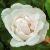 rosamadammealfredcarrierecflorogerltd1a