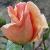 rosamichelcholetcflorogerltd1a