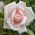 rosanewdawncflorogerltd1a