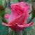 rosapierrinecflorogerltd1a