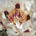 paeonia1suffruticosaflot1
