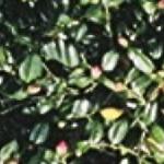camelliafoljaponica1