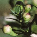 myrtusflobudscommunis