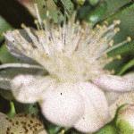 myrtusflocommunis