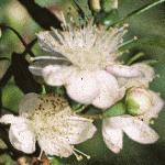myrtusfloscommunis