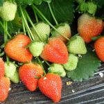 pfigarofrusstrawberryg1