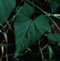 americanffolbellbine