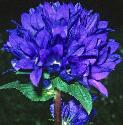 clusteredfflo3bellflower