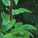 clusteredffolbellflower