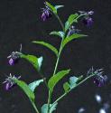 commonffloscomfrey