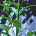 commonffolcomfrey