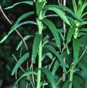 commonffolgromwell