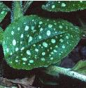 commonffollungwort