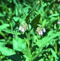 commonfforcomfrey