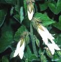 cornishfflobellflower