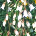 cornishfflosbellflower