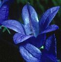 creepingfflobellflower